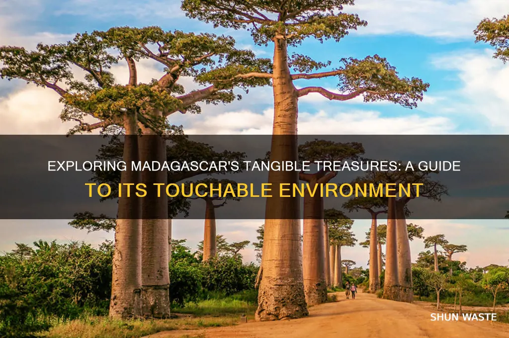 what you can touch in the environment of madagascar