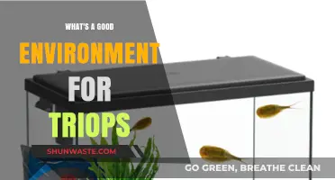 Creating the Ideal Triops Habitat: Tips for a Thriving Environment