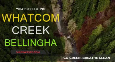 Whatcom Creek's Pollution Problem: Sources and Solutions