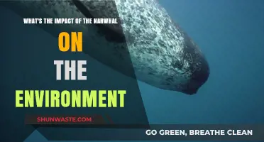 Narwhal's Environmental Impact: Exploring Their Role in Arctic Ecosystems