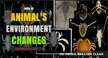 Adapting to Change: How Animals Survive Shifting Environments