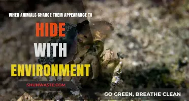 Mastering Camouflage: How Animals Blend Seamlessly into Their Surroundings