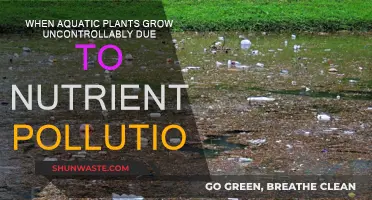 Aquatic Plants Run Wild: The Impact of Nutrient Pollution