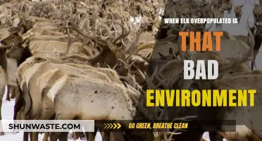 Elk Overpopulation: Environmental Impacts and Ecosystem Imbalance Explained