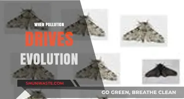 How Pollution Shapes Evolution: An Unnatural Selection