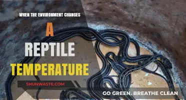 How Environmental Shifts Impact Reptile Body Temperature Regulation