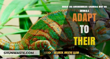 How Animals Adapt to Survive in Changing Environments