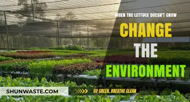 Transform Your Garden: How Changing Environment Boosts Lettuce Growth