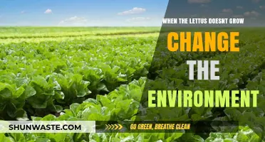 Revitalize Your Lettuce: Transform Your Garden Environment for Healthy Growth