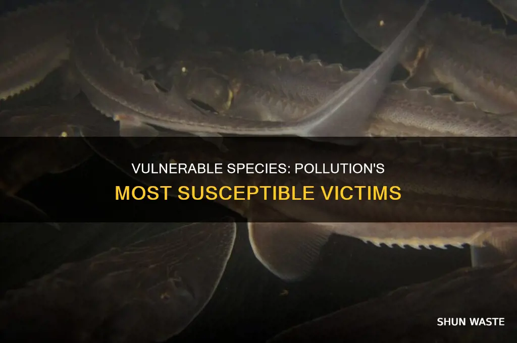 where are species most susceptible to pollution