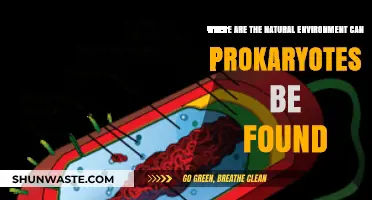 Exploring Prokaryotes: Their Natural Habitats Across Diverse Environments