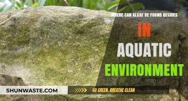 Unexpected Algae Habitats: Beyond Water, Where Else Does It Thrive?