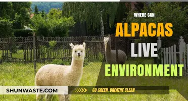 Ideal Alpaca Habitats: Exploring Suitable Environments for These Gentle Camels