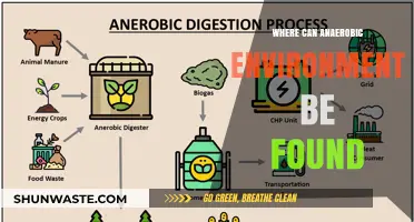 Exploring Anaerobic Environments: Locations and Ecosystems Without Oxygen