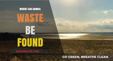 Exploring the Presence of Animal Waste in Everyday Environments