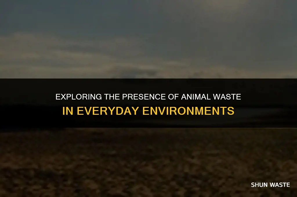 where can animal waste be found