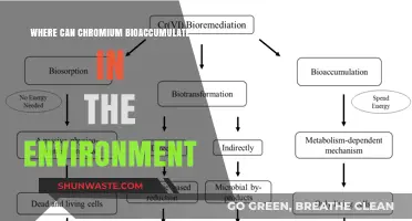Chromium Bioaccumulation: Environmental Hotspots and Ecological Impacts Explained