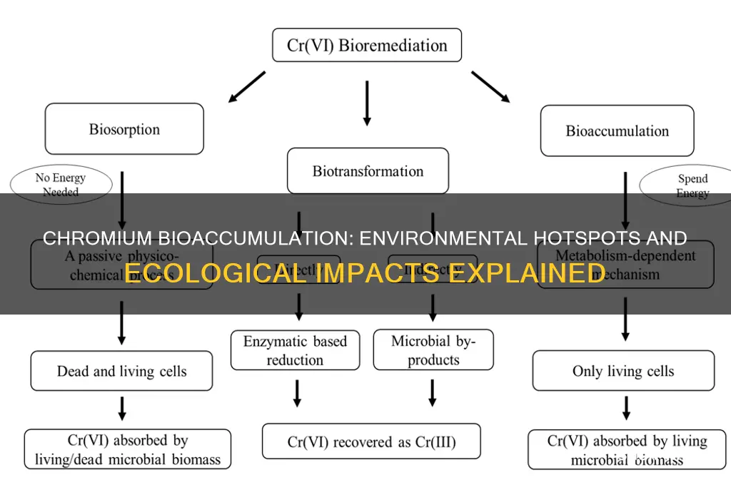 where can chromium bioaccumulate in the environment