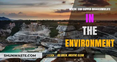 Copper Bioaccumulation: Environmental Hotspots and Ecological Impacts Explained