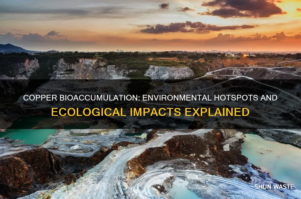 where can copper bioaccumulate in the environment