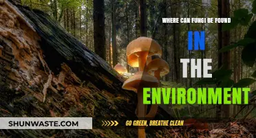 Exploring Fungi Habitats: Where These Microorganisms Thrive in Nature