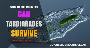 Extreme Heat Survival: Where Can Tardigrades Thrive in Hot Environments?