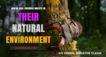 Exploring Nature: Top Spots to Observe Insects in the Wild