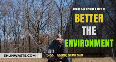Strategic Tree Planting: Best Locations to Boost Environmental Health