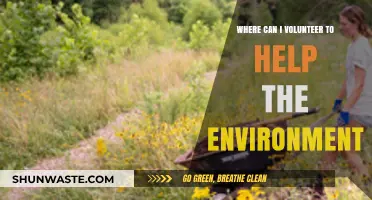 Eco-Friendly Volunteering: Top Places to Help the Environment