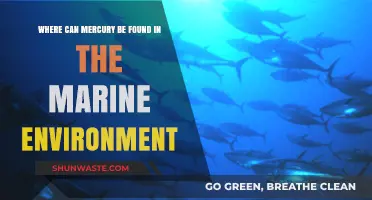 Mercury in Marine Ecosystems: Sources, Locations, and Environmental Impact