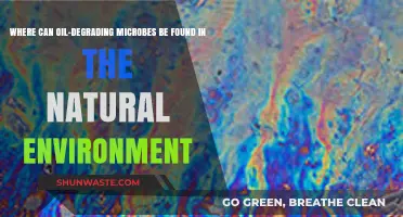 Exploring Natural Habitats: Where Oil-Degrading Microbes Thrive in Ecosystems