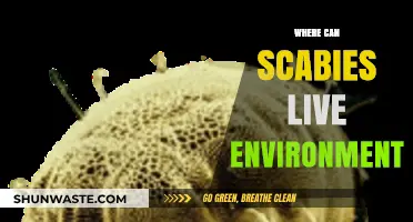Scabies Survival Zones: Uncovering Their Hidden Environmental Habitats