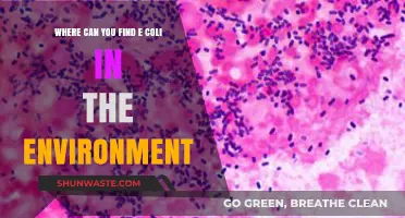 Exploring E. Coli Habitats: Where This Bacterium Thrives in Nature