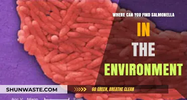 Salmonella's Hiding Spots: Uncovering Environmental Sources of the Bacteria