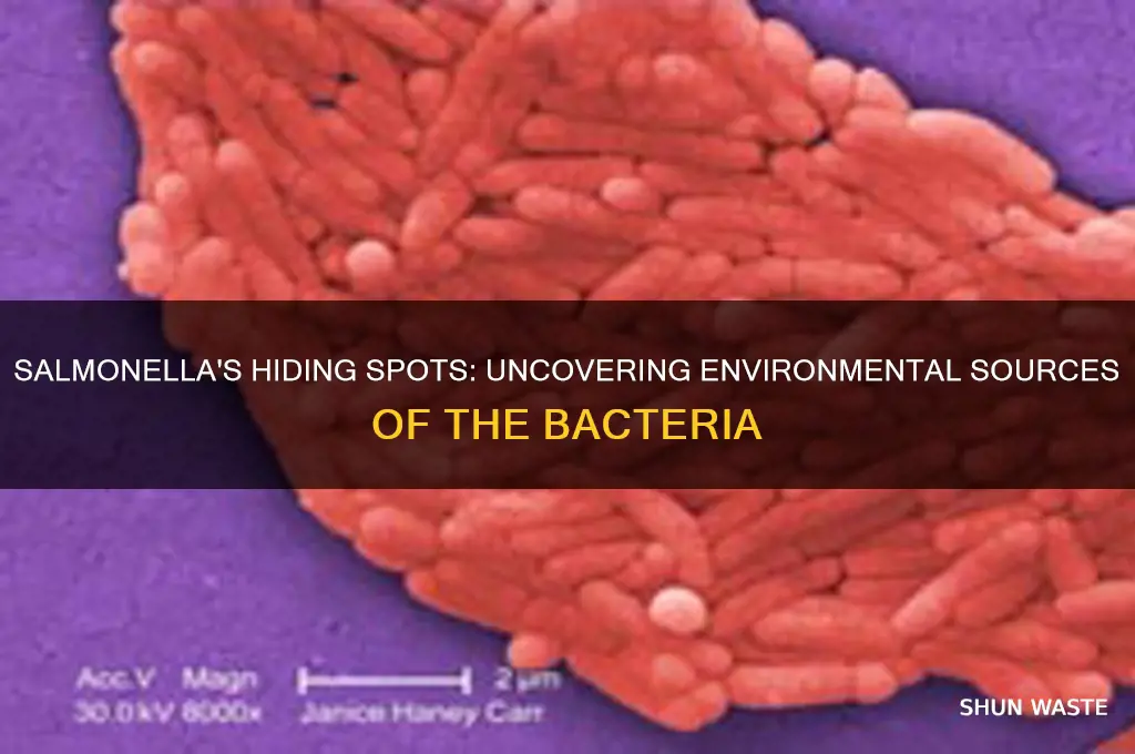 where can you find salmonella in the environment