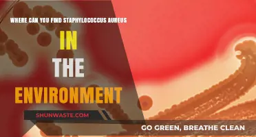 Unveiling Staphylococcus Aureus: Environmental Hotspots and Hidden Habitats