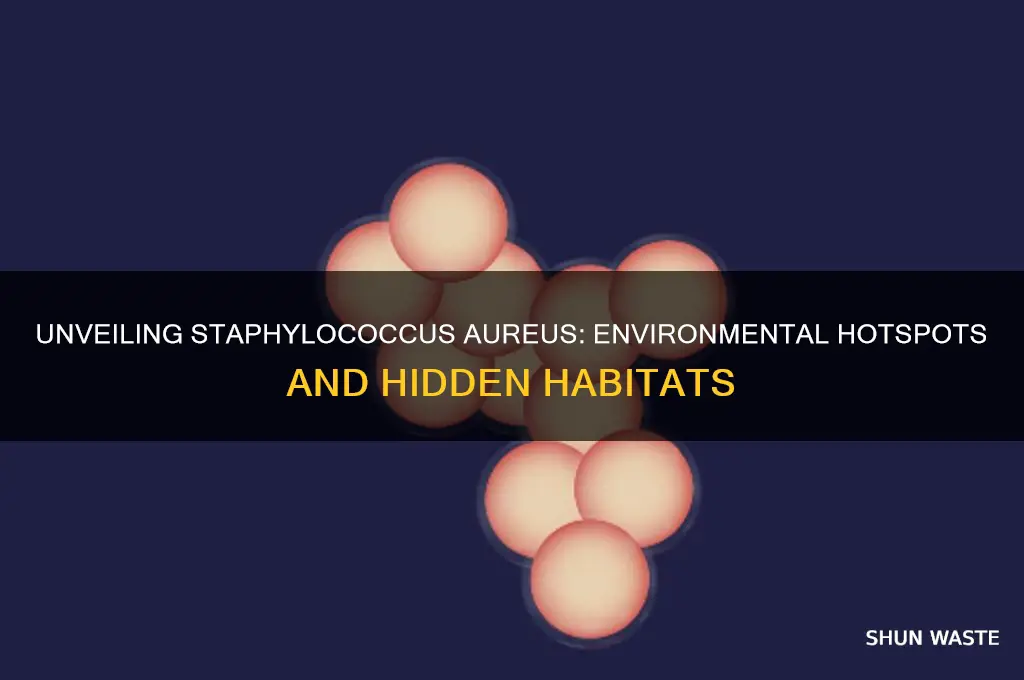 where can you find staphylococcus aureus in the environment