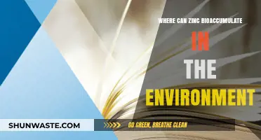 Zinc Bioaccumulation: Environmental Hotspots and Ecological Impacts Explored