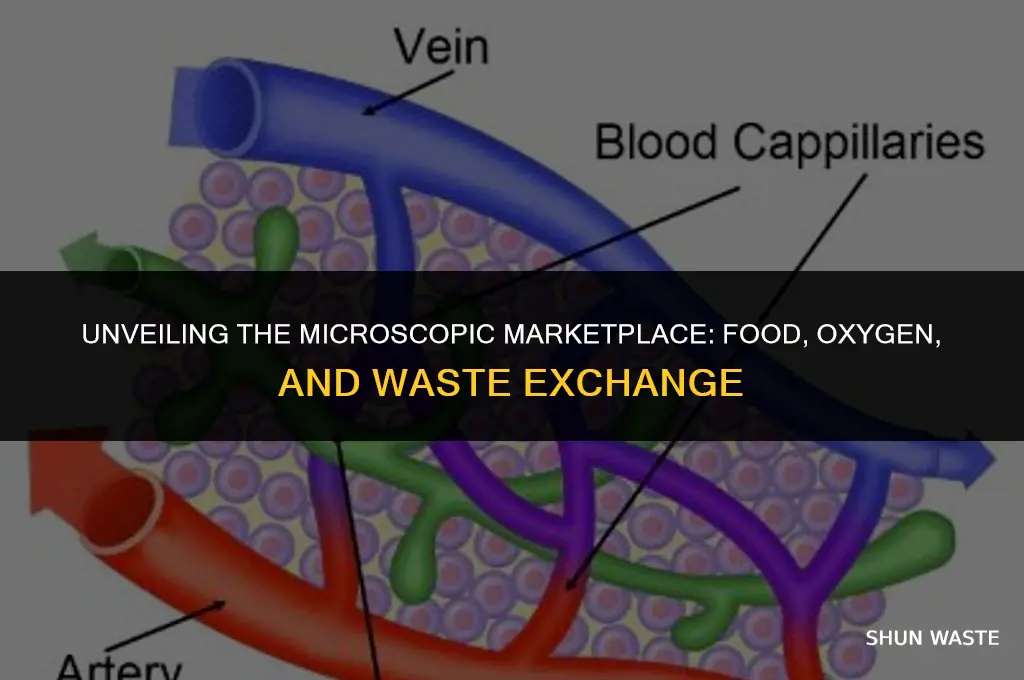 where does exchange of food oxygen and waste occur
