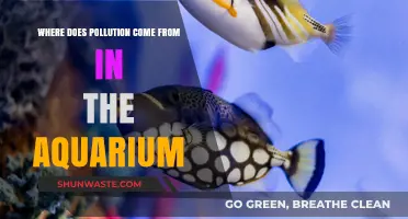Aquarium Pollution: Sources and Prevention
