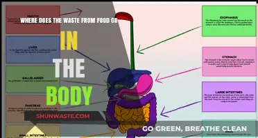 The Journey of Food Waste: Exploring the Body's Digestive Pathways
