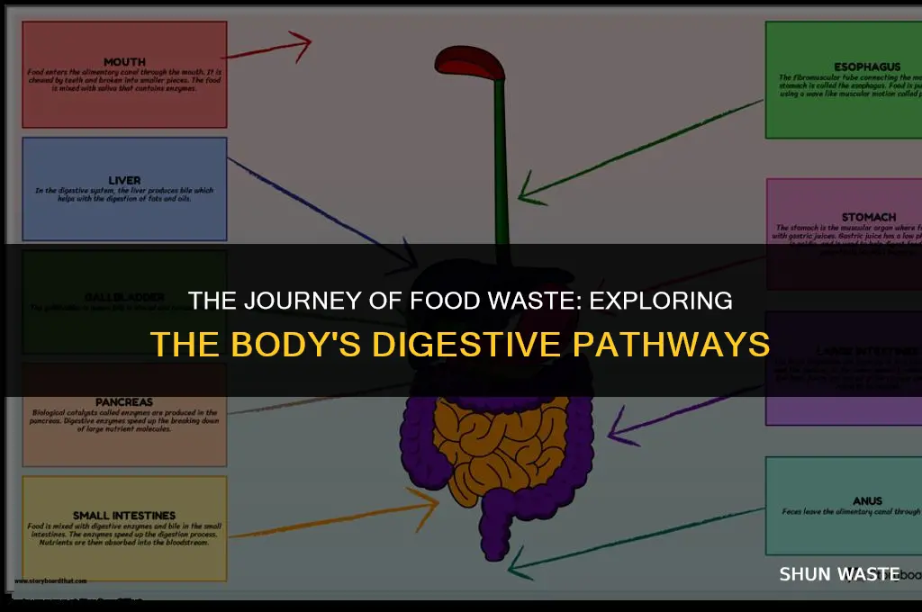 where does the waste from food go in the body