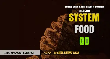 The Journey's End: Where Does Digestive Waste Go?