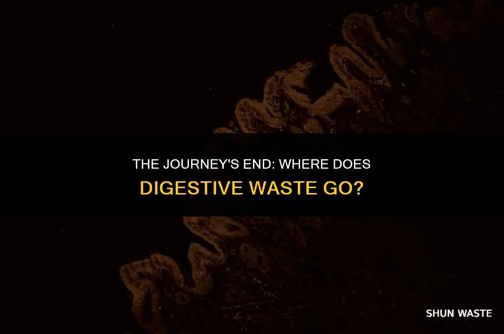 where does waste from a humans diegestive system food go