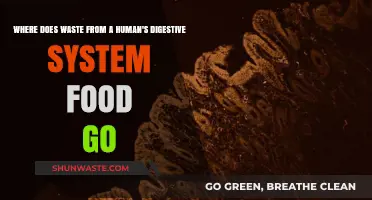 Unveiling the Journey: Where Does Digestive Waste Go?