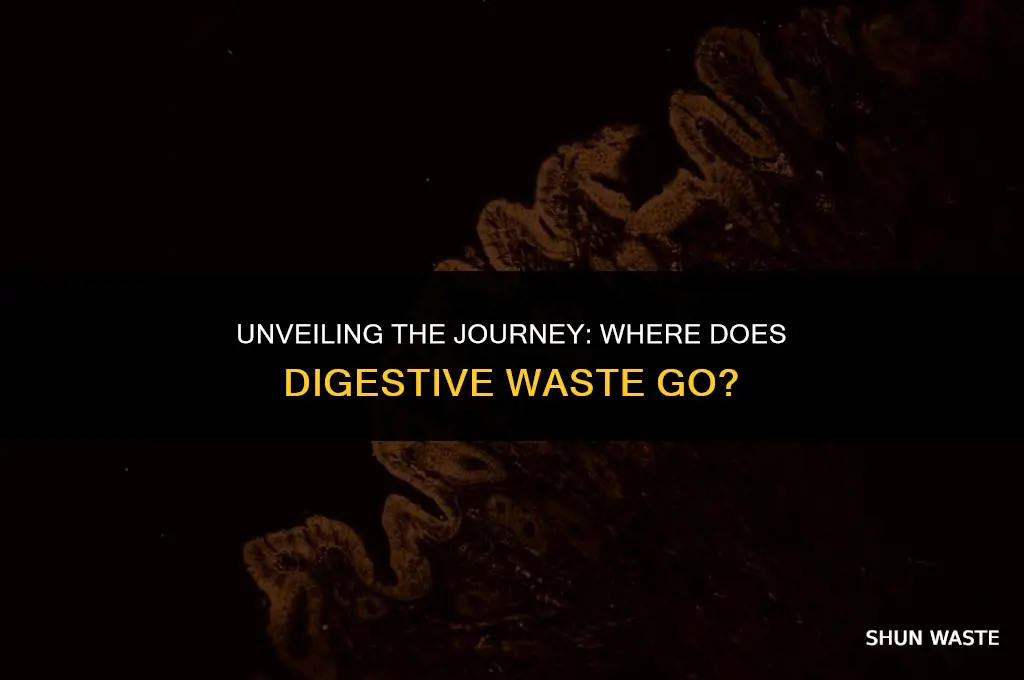 where does waste from a human