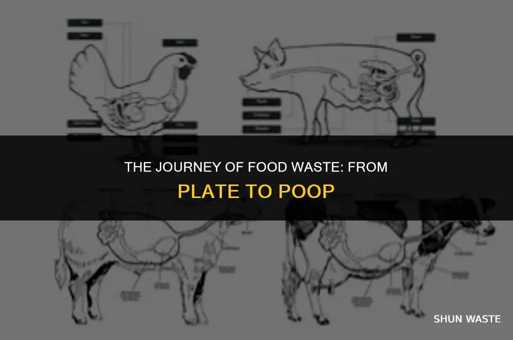 where does waste from food go in an animal