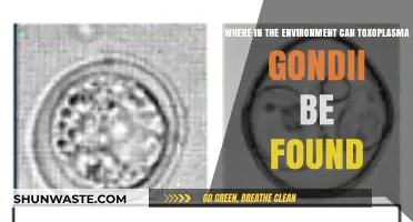 Toxoplasma Gondii: Uncovering Its Hidden Environmental Habitats and Risks