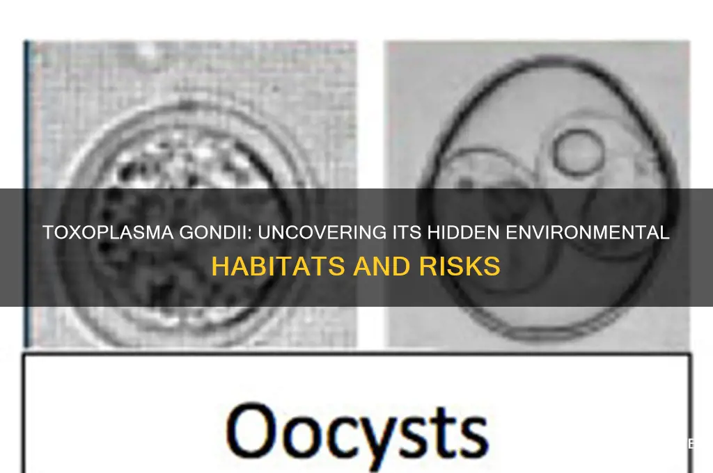 where in the environment can toxoplasma gondii be found