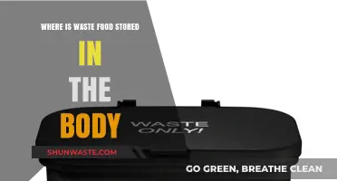 The Hidden Storage: Unveiling the Body's Food Waste Management System
